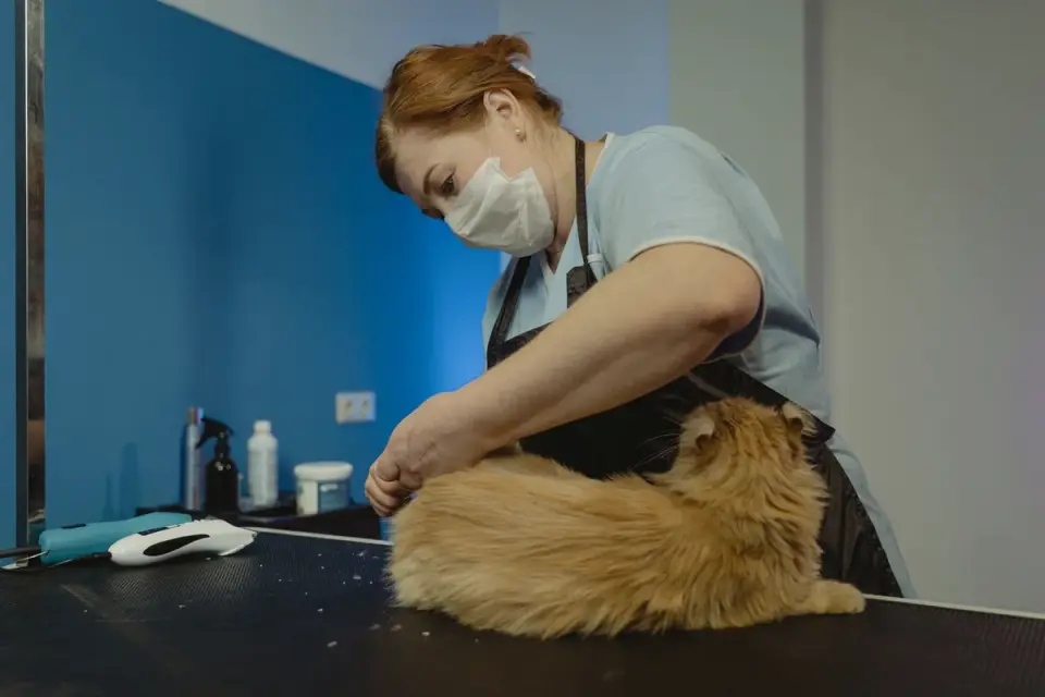 A cordless nail grinder being used on a dog's paw