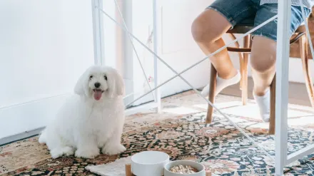 A dog eating from a bowl set on a textured mat in a kitchen corner