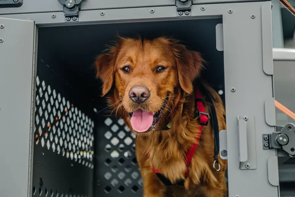A dog lying down comfortably inside an open airline-style pet carrier on a living room floor