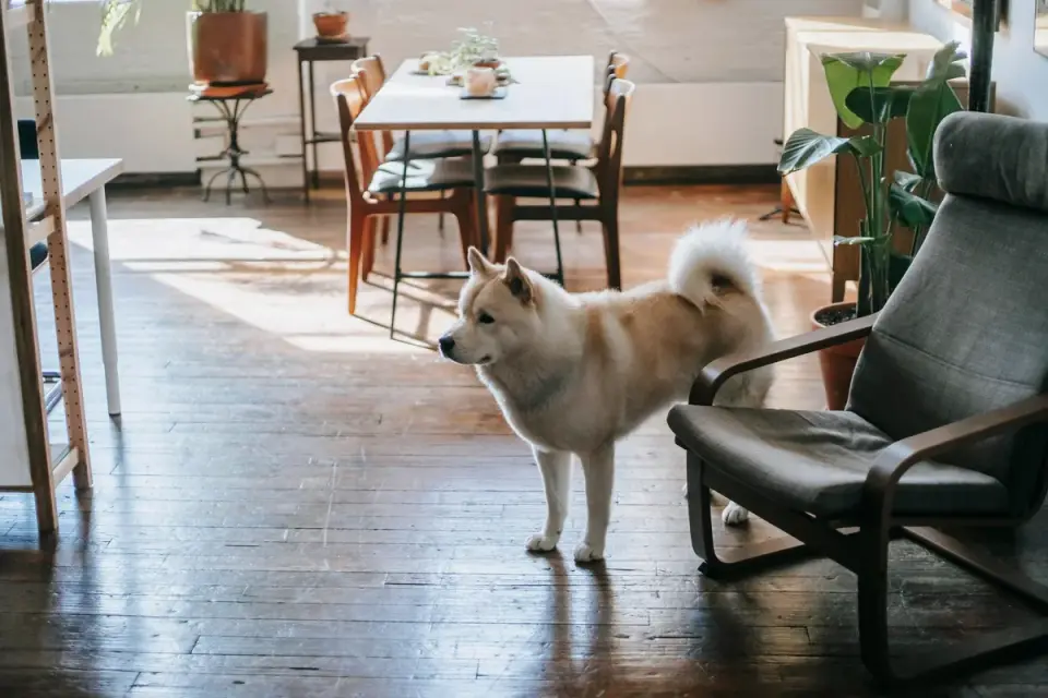 A dog pacing near a couch in a dimly lit living room in the evening