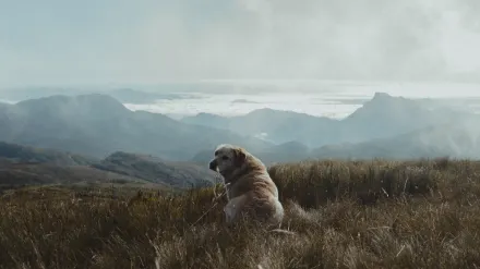 A dog trotting across an open grassy field with a long training line trailing behind