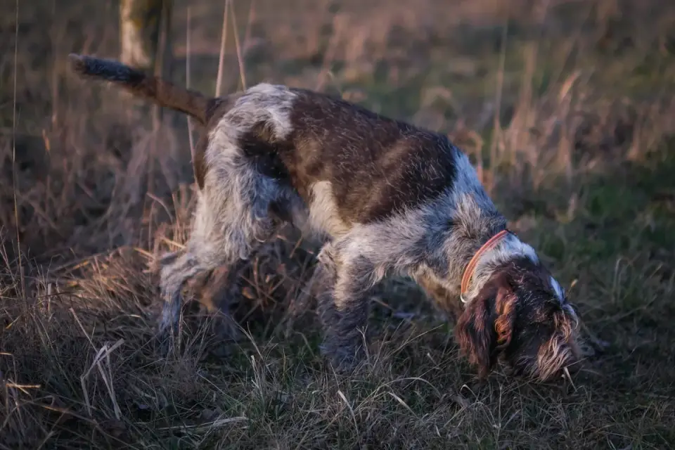 A dog with its nose down, tracking a scent trail across short grass in a fenced yard
