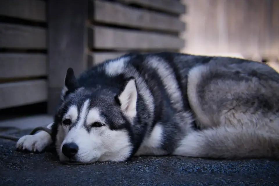 A husky lying on a shaded patio floor with its tongue out on a warm day