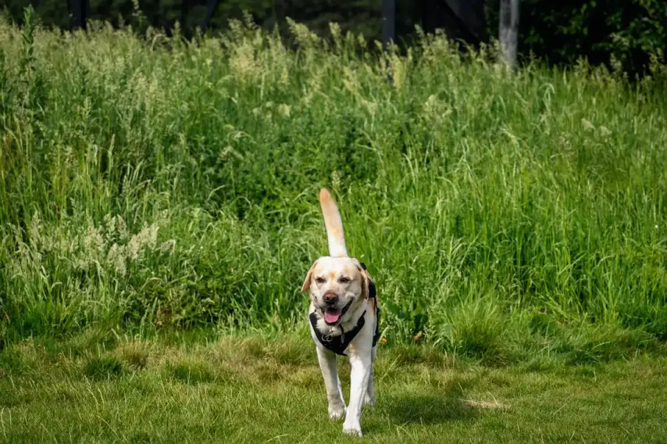 A Labrador Retriever running through grass carrying a canvas training dummy