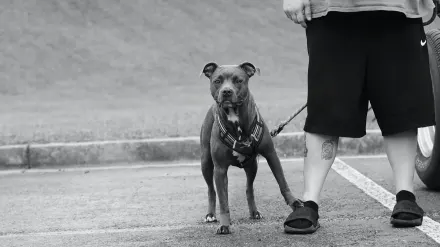 A leashed dog straining forward on a sidewalk toward another dog in the distance