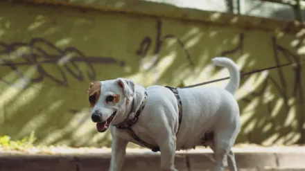 A medium-sized dog pulling forward hard against a leash on a sidewalk