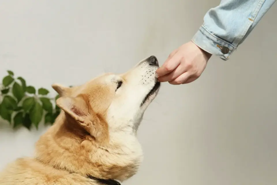 A person placing a treat on a dog bed a short distance away while the dog watches calmly