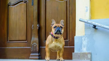 A pet sitter kneeling down to greet a dog at the front door of a home