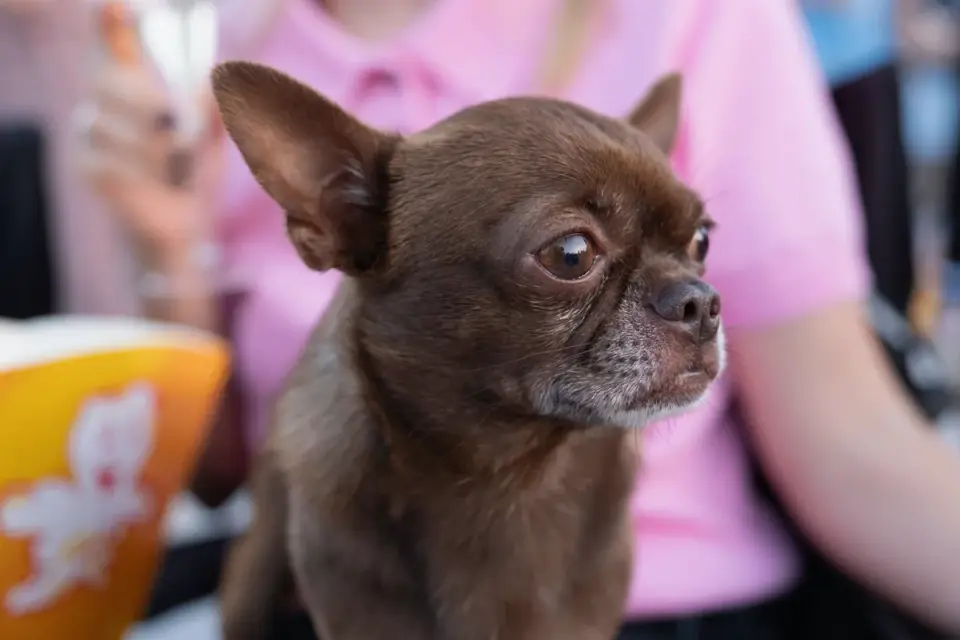 A small dog taking a thin banana slice from an owner&#x27;s hand