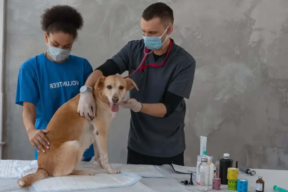 A veterinarian checking a dog during a routine exam with the owner present