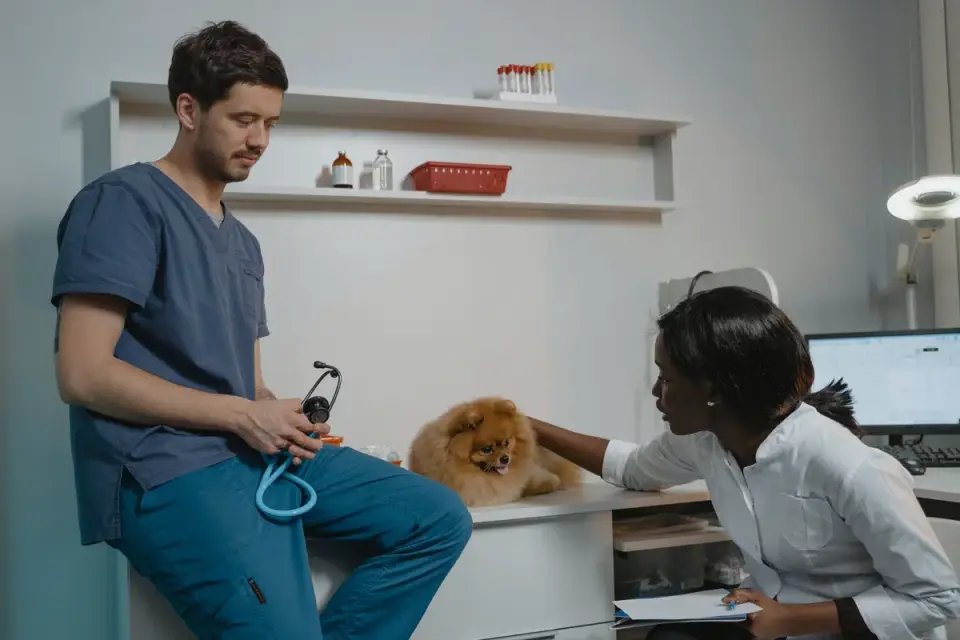 A veterinarian discussing a dog&#x27;s behavior with its owner during a checkup