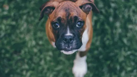 A young puppy standing near an open door leading to a grassy yard