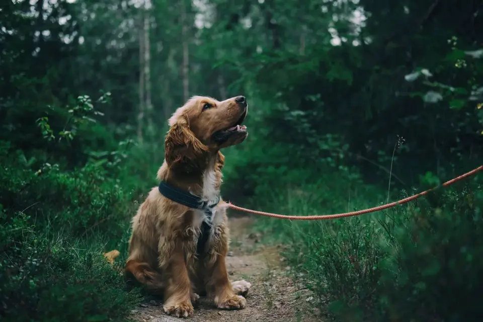A young puppy walking on a leash along a flat grassy path