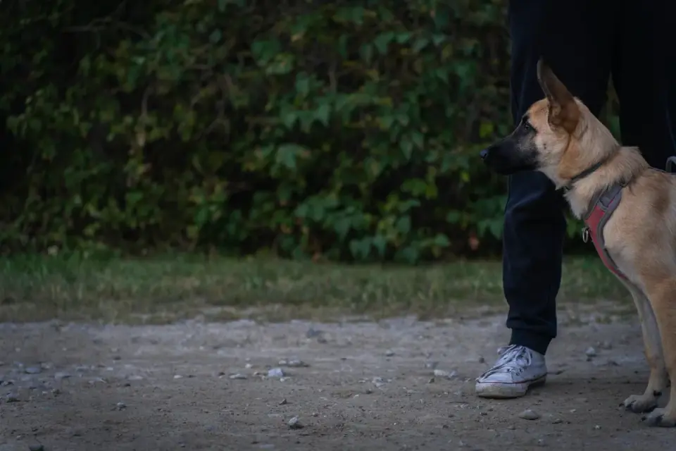 An owner parting a German Shepherd&#x27;s coat to check the skin underneath during a grooming session