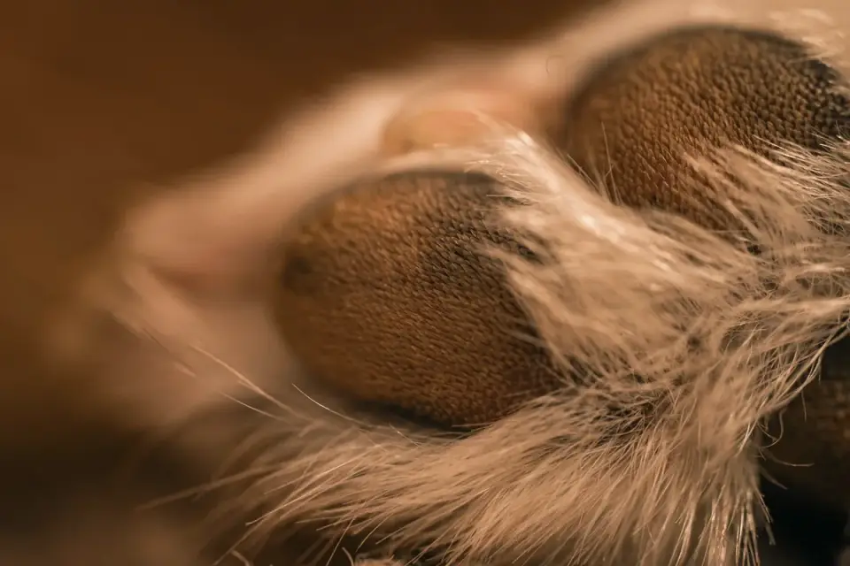 Close-up of a dog's paw showing nail length against the pad