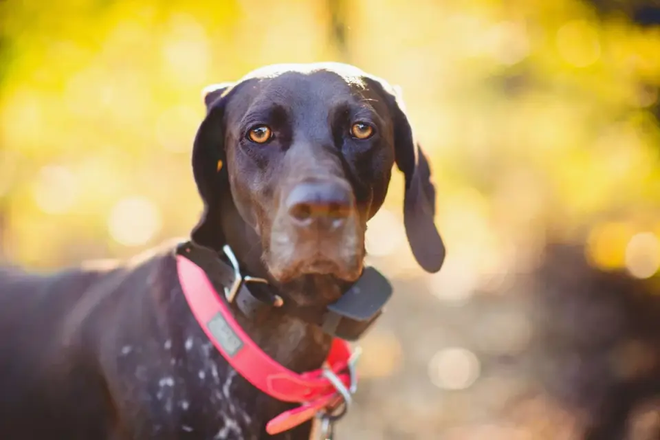 Close-up of a GPS tracker unit clipped onto a dog&#x27;s collar