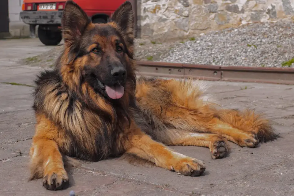 Clumps of loose German Shepherd undercoat collected on a grooming brush