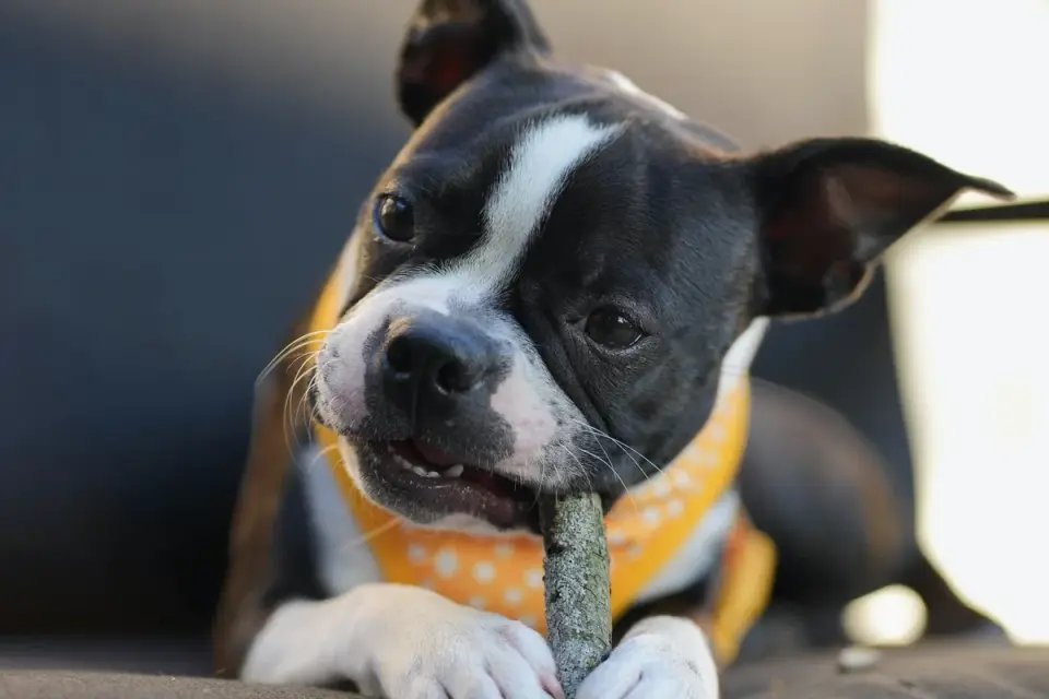 Dog chewing on a dental chew treat outside