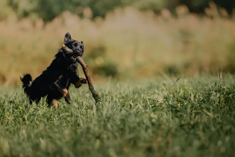 Dog playing outdoors