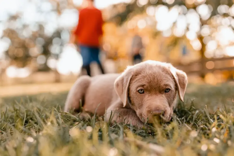Labrador puppy greeting a new person during a puppy socialization class