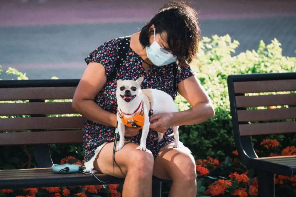 Older dog with an owner in a park