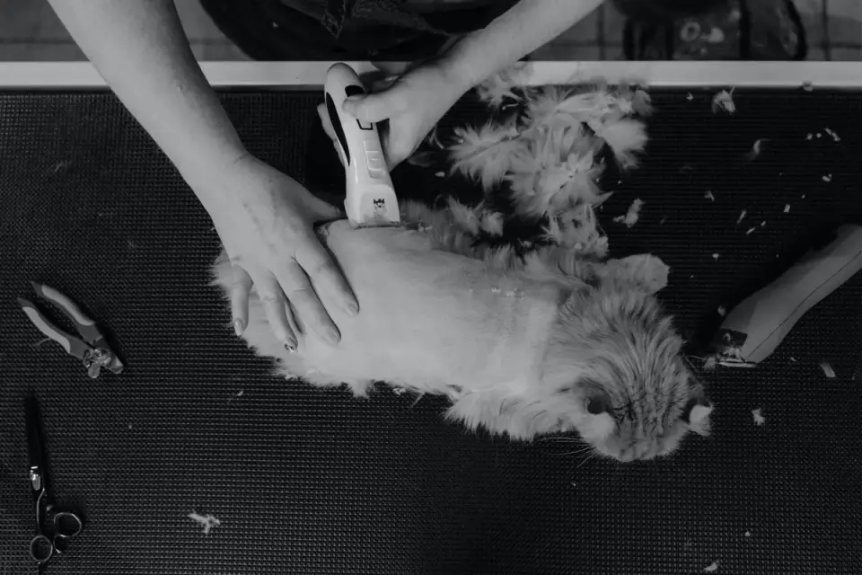 Professional groomer trimming a poodle&#x27;s coat with clippers on a grooming table
