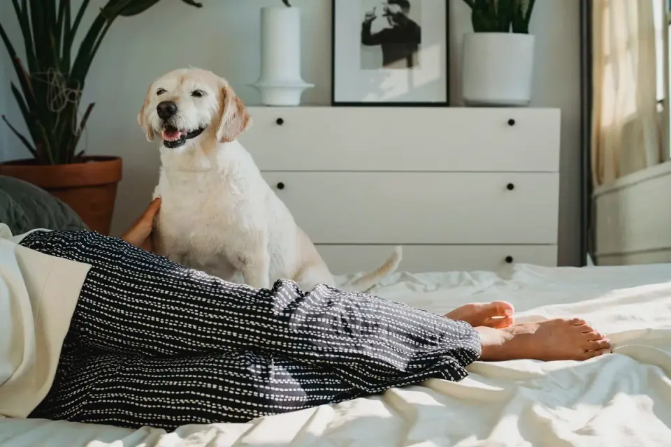 Senior dog resting calmly on a bed with an owner sitting nearby