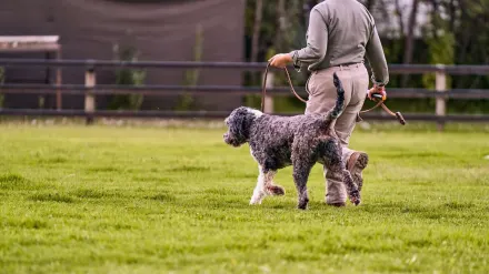 Senior dog walking with an owner
