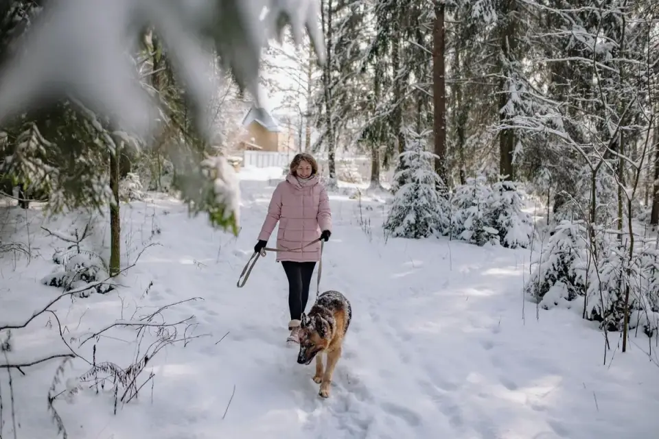 Senior dog walking with an owner