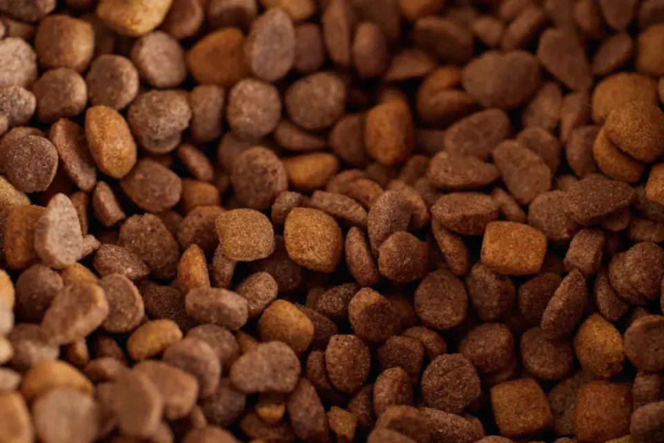 Two dog food bowls side by side, one with old kibble and one with new kibble