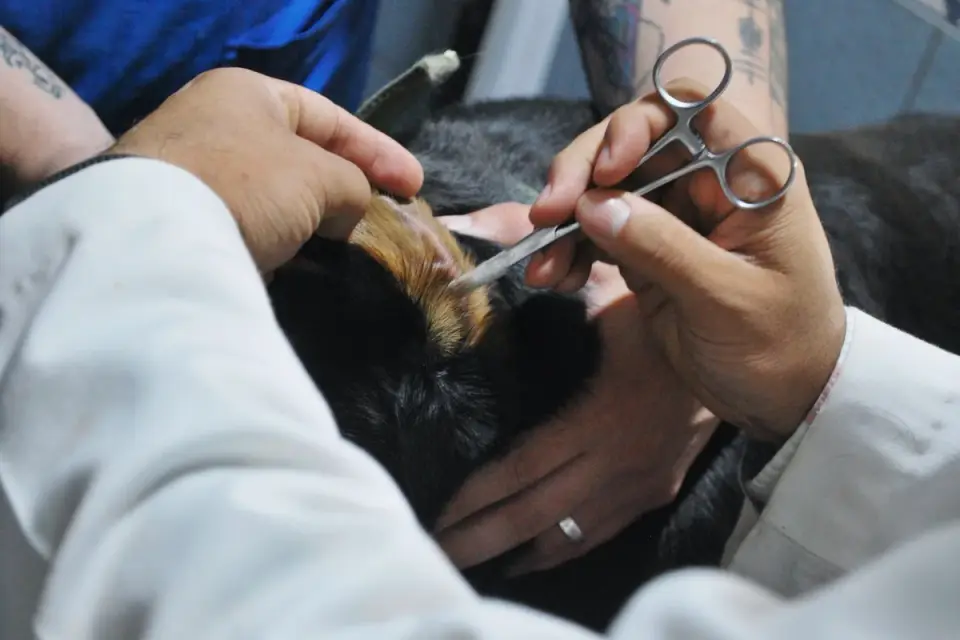 Veterinarian checking a dog's gum color during an exam