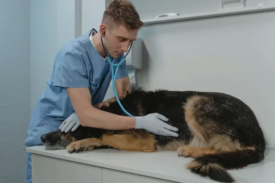Veterinarian examining a senior dog on an exam table