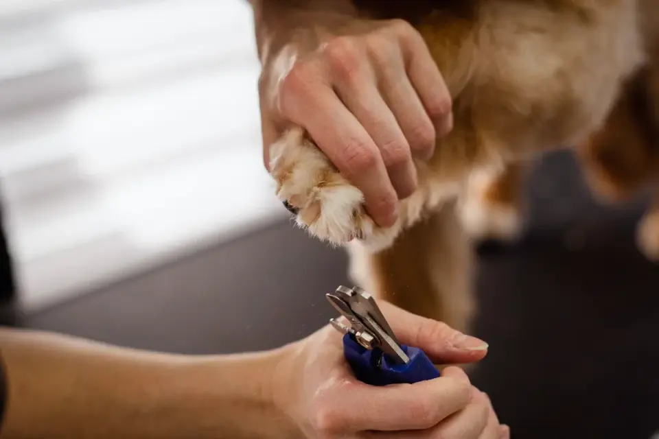 Veterinarian trimming a small dog's nail during a wellness visit
